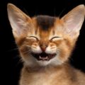 How do I know if my cat is happy