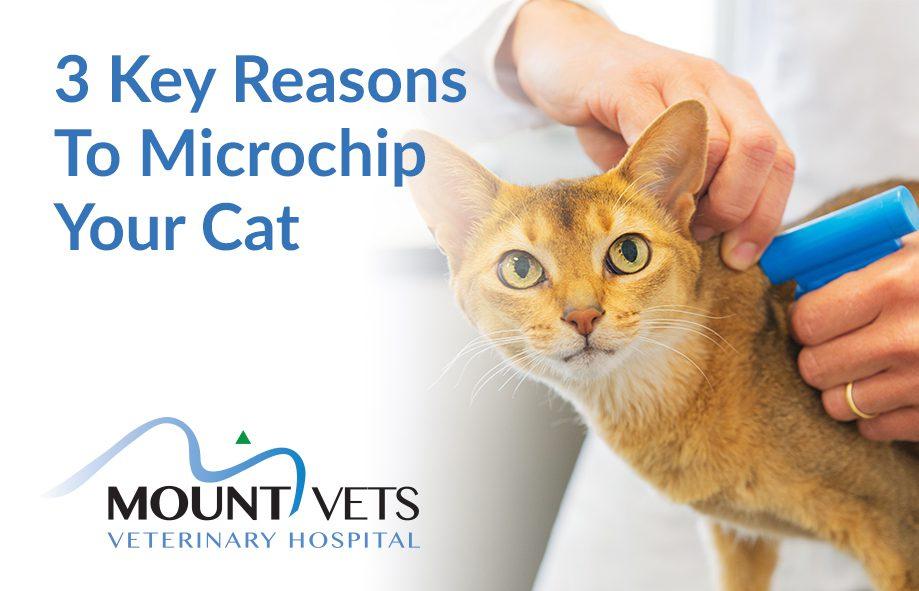 How much does it cost to microchip a cat