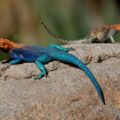 How to get rid of lizards in garage