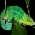 Is a chameleon a lizard