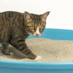 Why has my cat stopped using the litter box