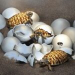 How much eggs do turtles lay