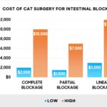 How much to spay a cat