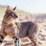 How to put on a cat harness
