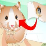How to know if my hamster is dying