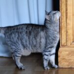 How to know if my cat is in heat