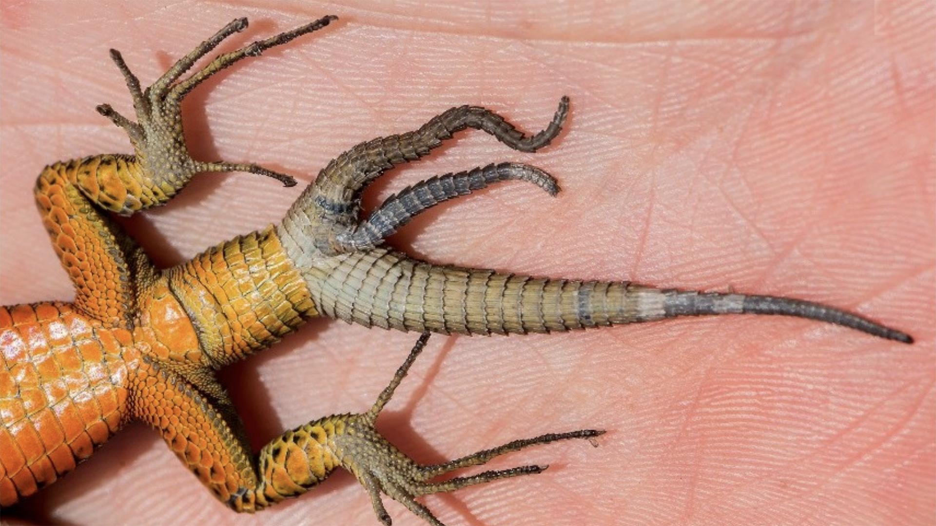 Healing and Regeneration: How Lizards Bounce Back