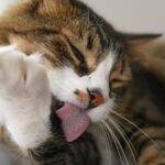 Why does my cat lick and bite me
