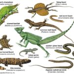 Can lizards grow their tails back