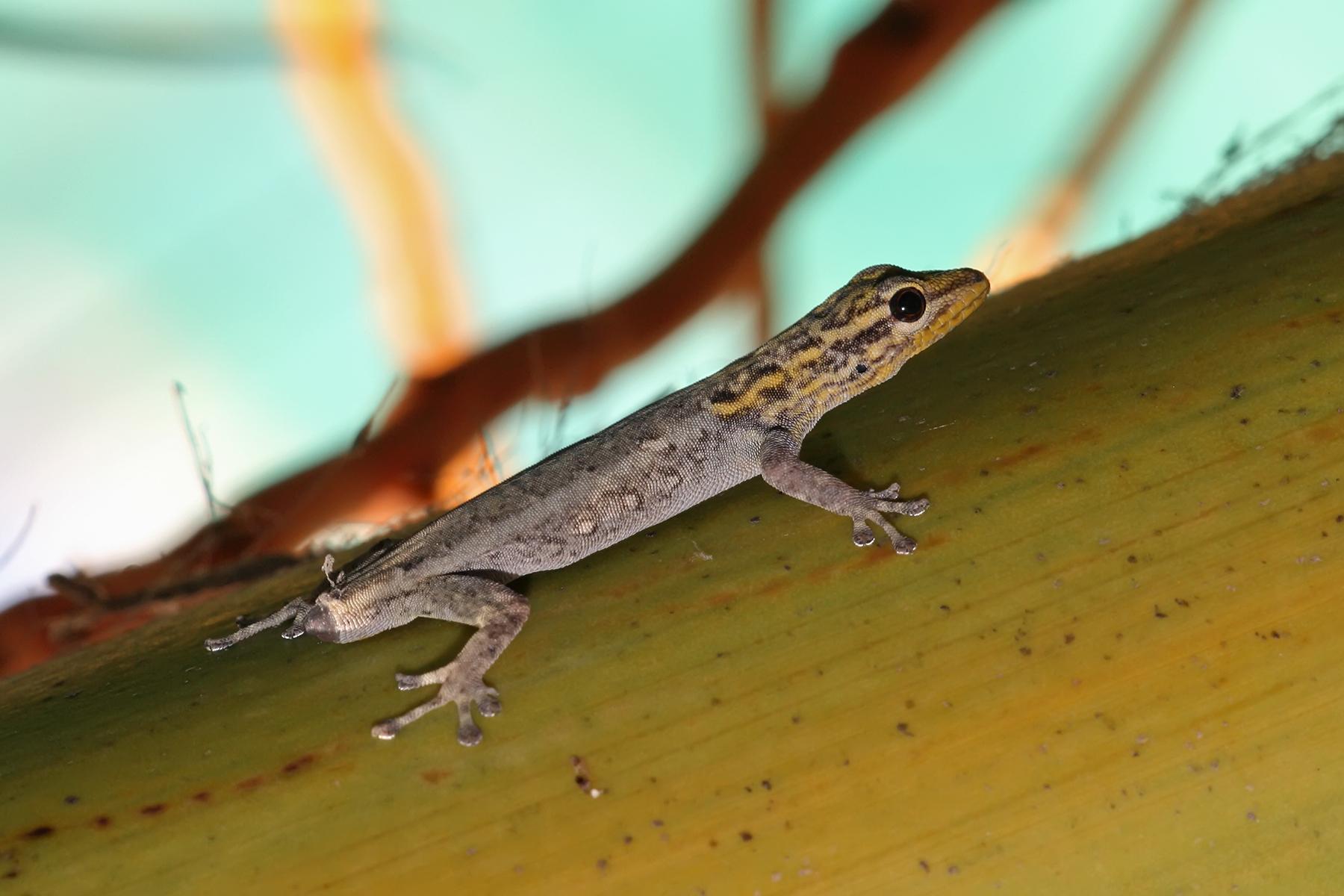 Understanding the Fascinating World of Lizard Autotomy