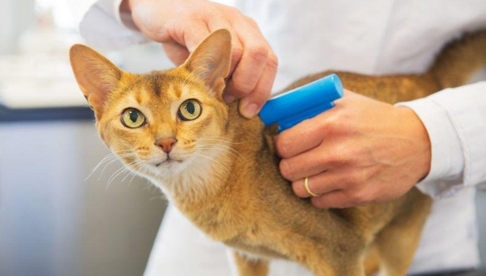 Choosing the Right Service: Where to Get Your Cat Microchipped