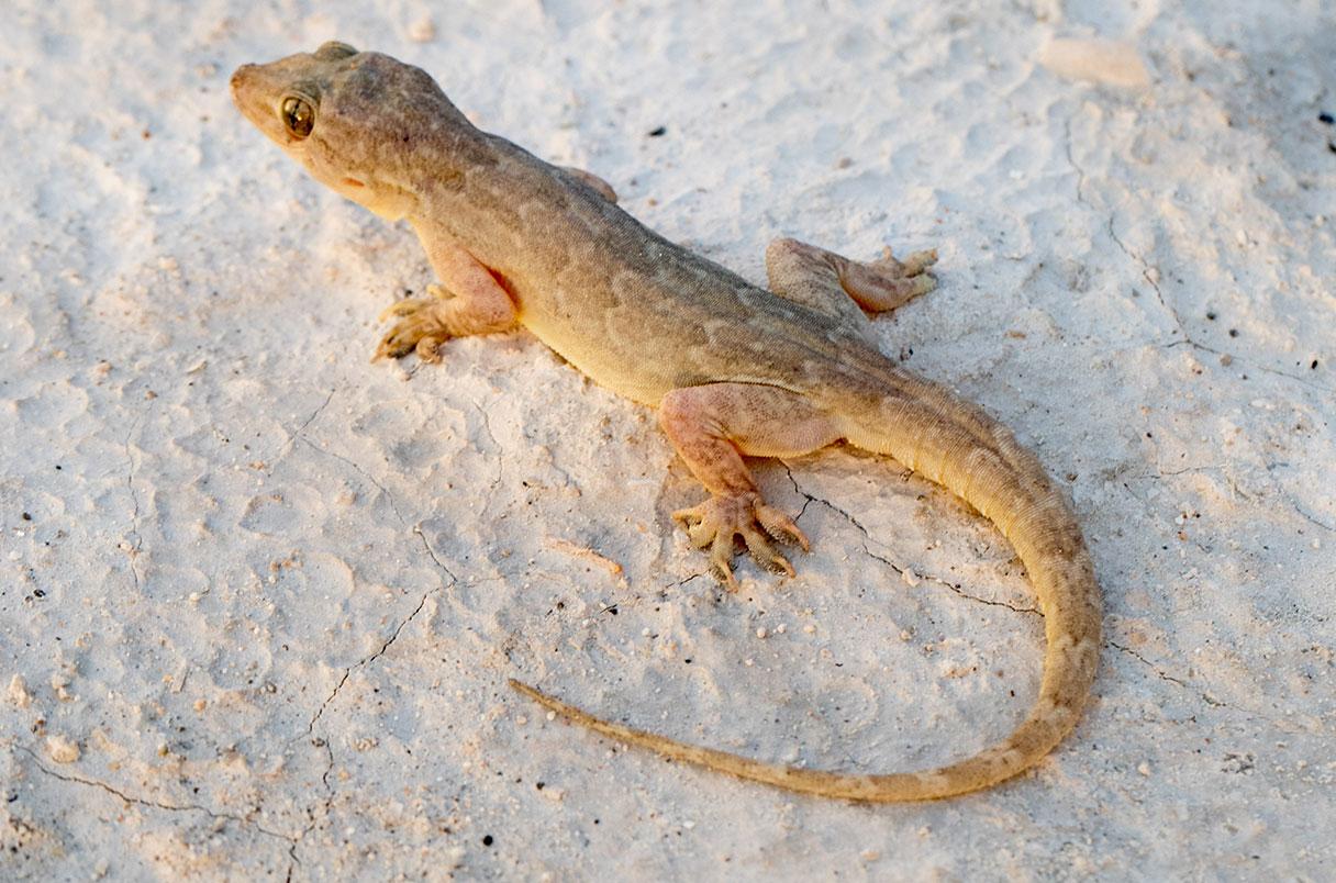 Why does a lizard's tail fall off