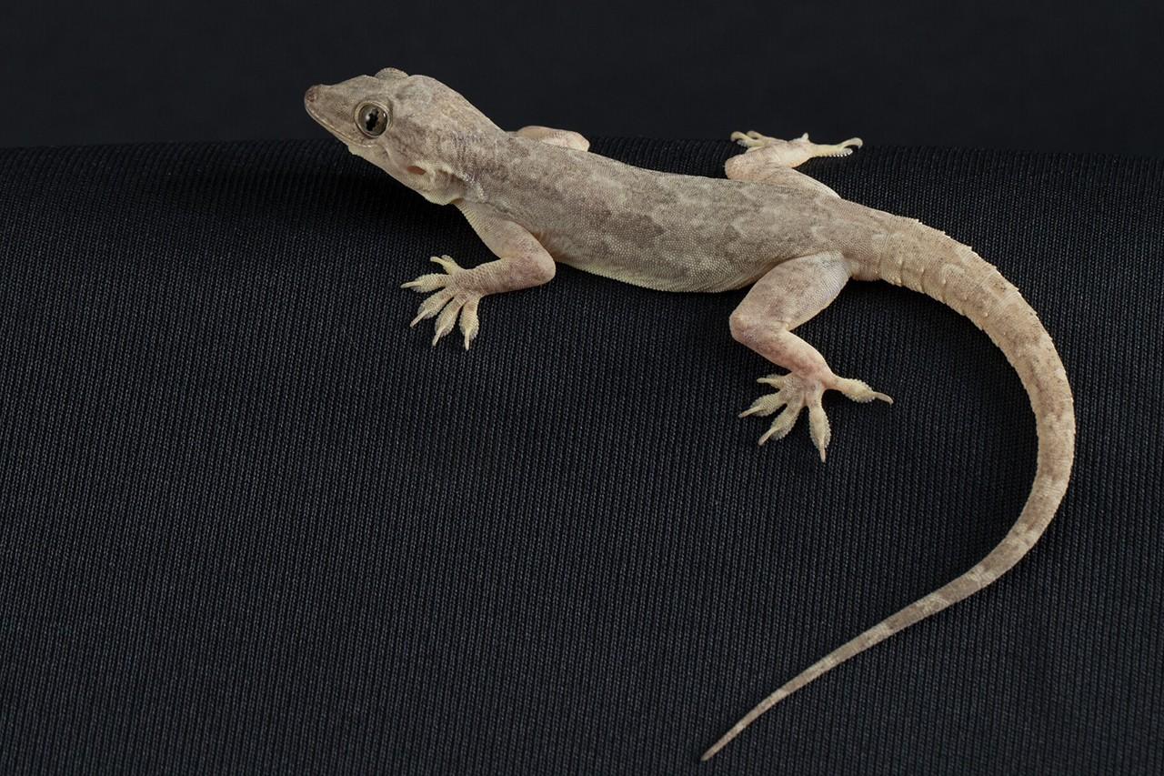 The Role of a Lizards Tail: More than Just a Cute Accessory