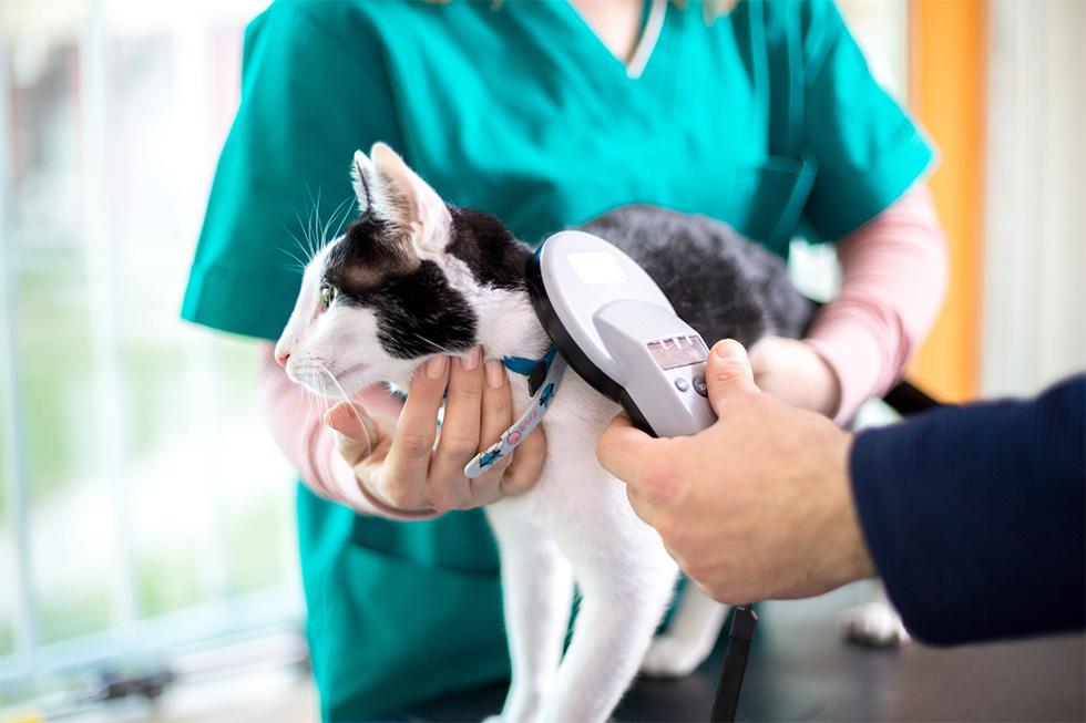 Benefits of Microchipping: Why Its Worth Every Penny
