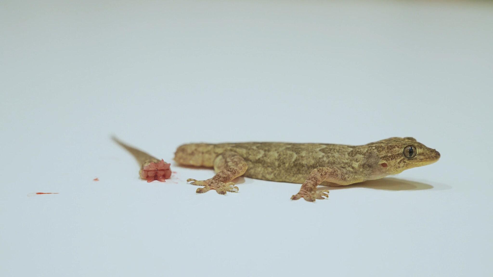 What Triggers a Lizard to Drop Its Tail?