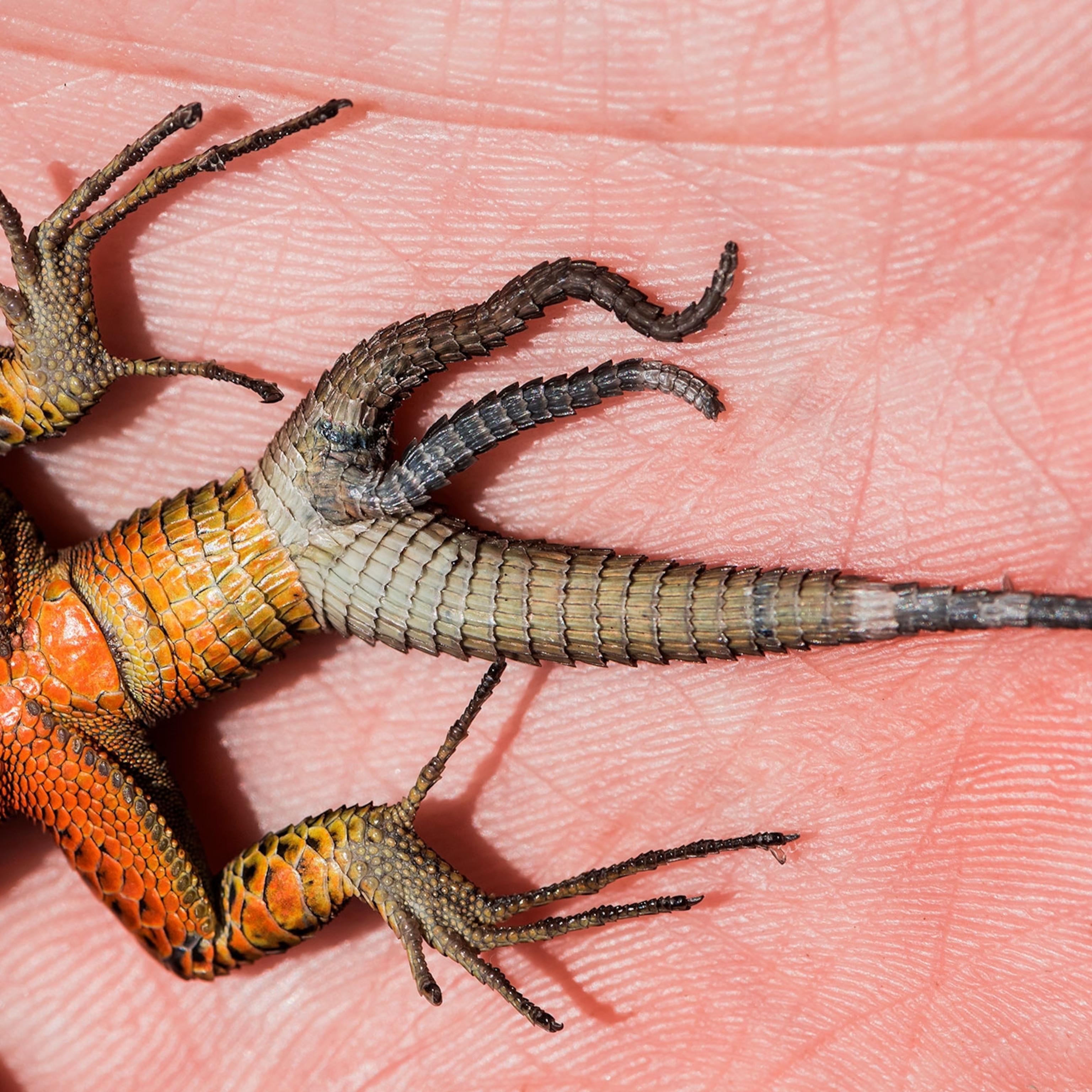 Tips for Lizard Owners: Creating a Safe Environment to Minimize Stress