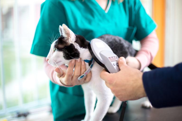 How much does it cost to microchip a cat
