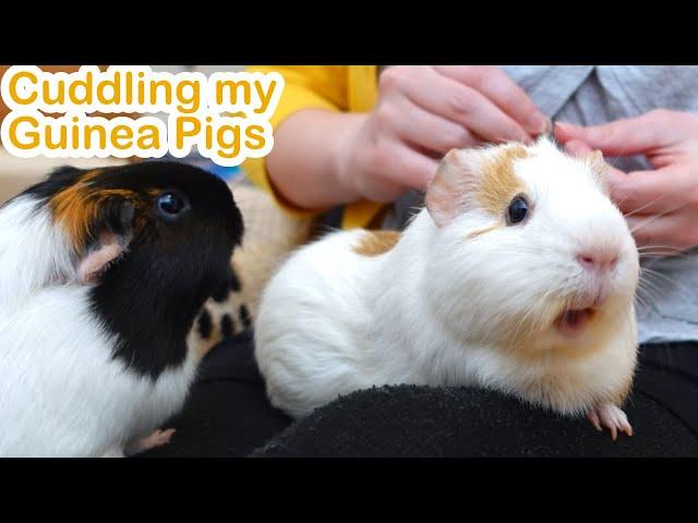 Do guinea pigs like cuddles