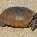 Gopher tortoise - Wikipedia